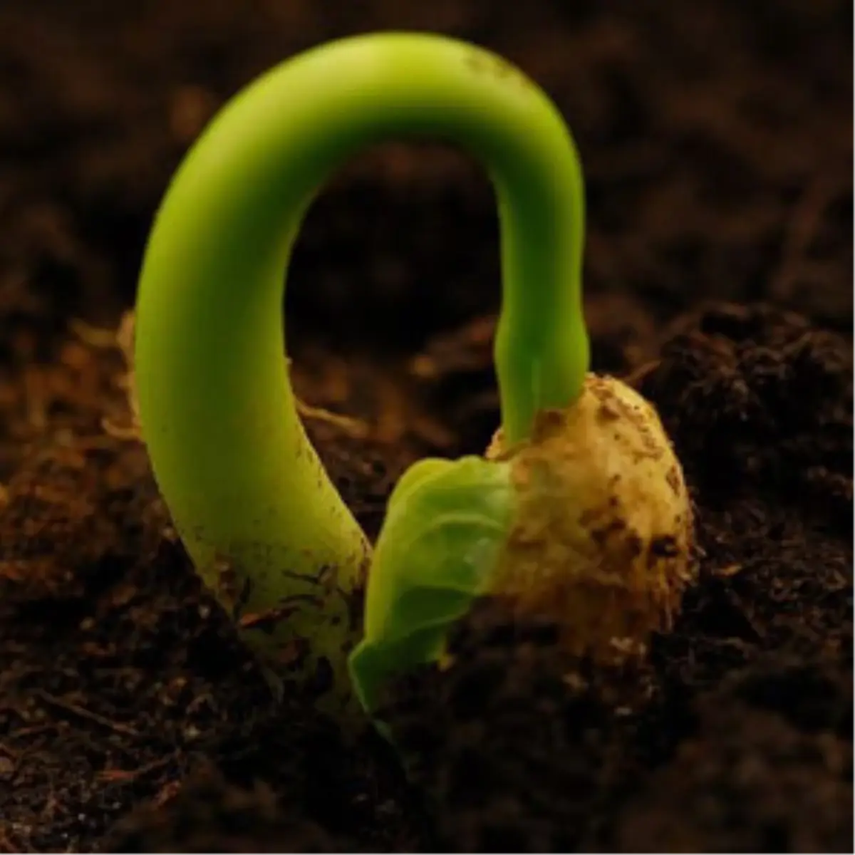 Baklagilde Dayanıklı Tohum