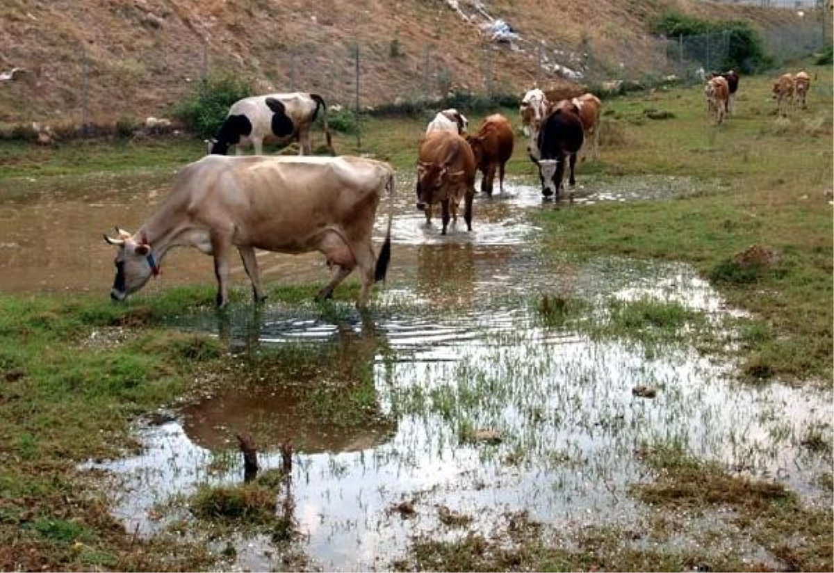 Gebze\'de Sanayi Atığı Boşaltılan Dere Suyunu İçen İnekler Telef Oluyor
