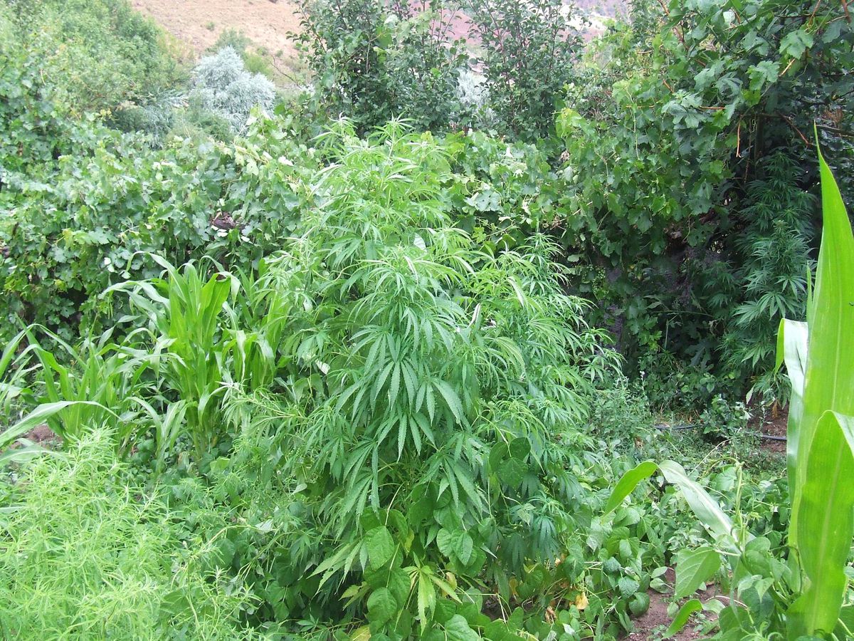 Kırıkkale\'de 218 Kök Hint Keneviri Yakalandı