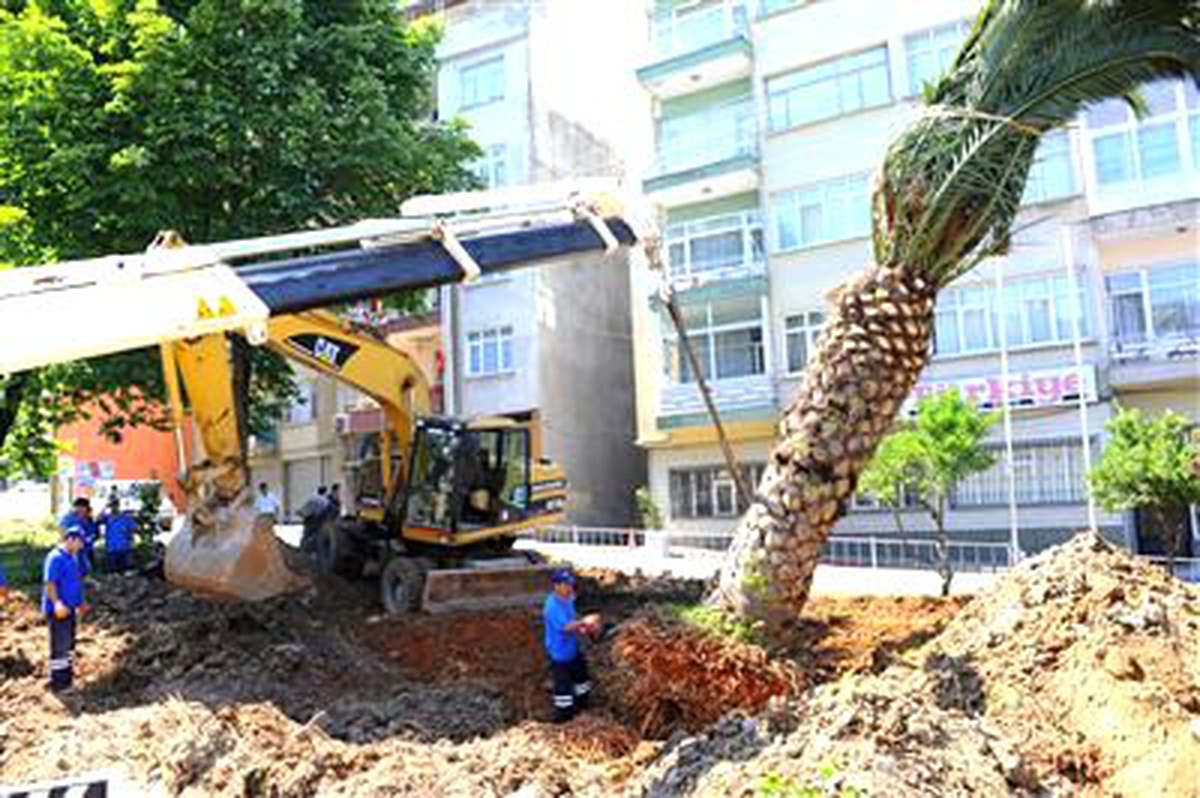 Sökülen Palmiye Ağacı Yeni Yerine Nakledildi
