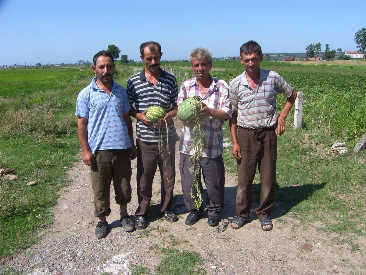 Yağmur Bafra Ovası\'nı Vurdu