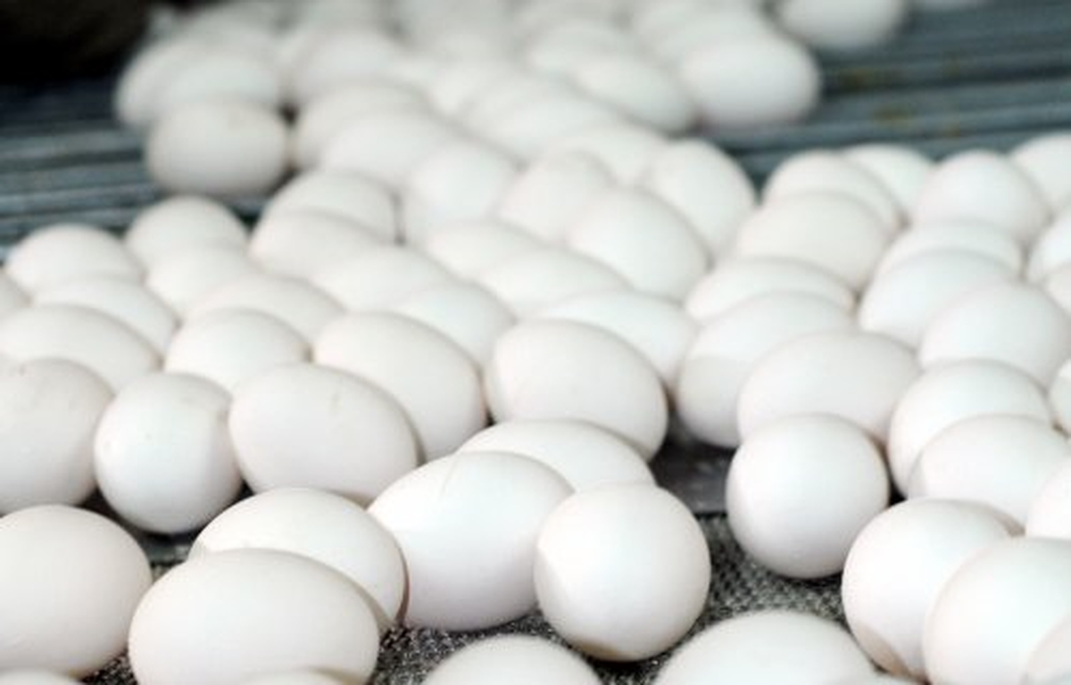 Yunanistan\'a Yumurta İhracaatı