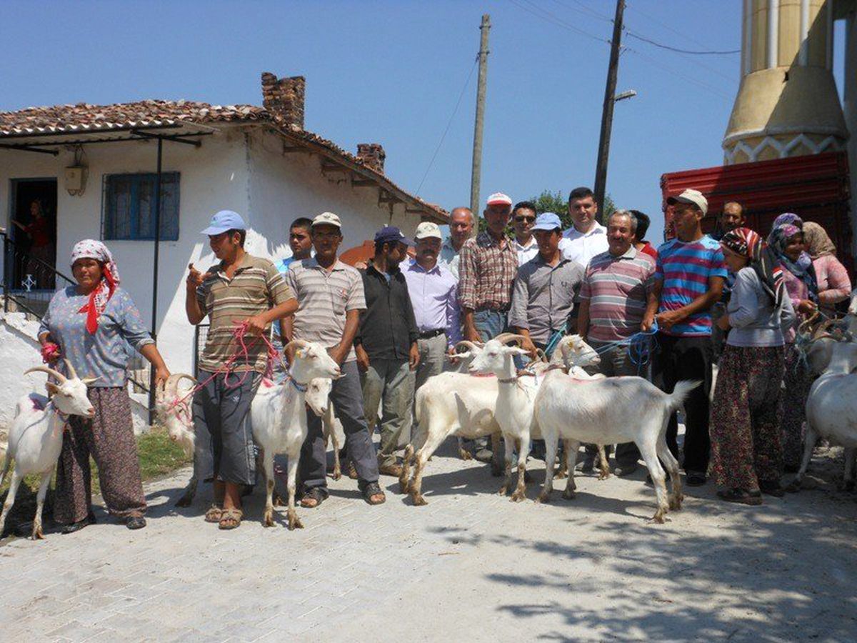 Akhisar\'da İhtiyaç Sahibi Köylülere Süt Keçisi Desteği
