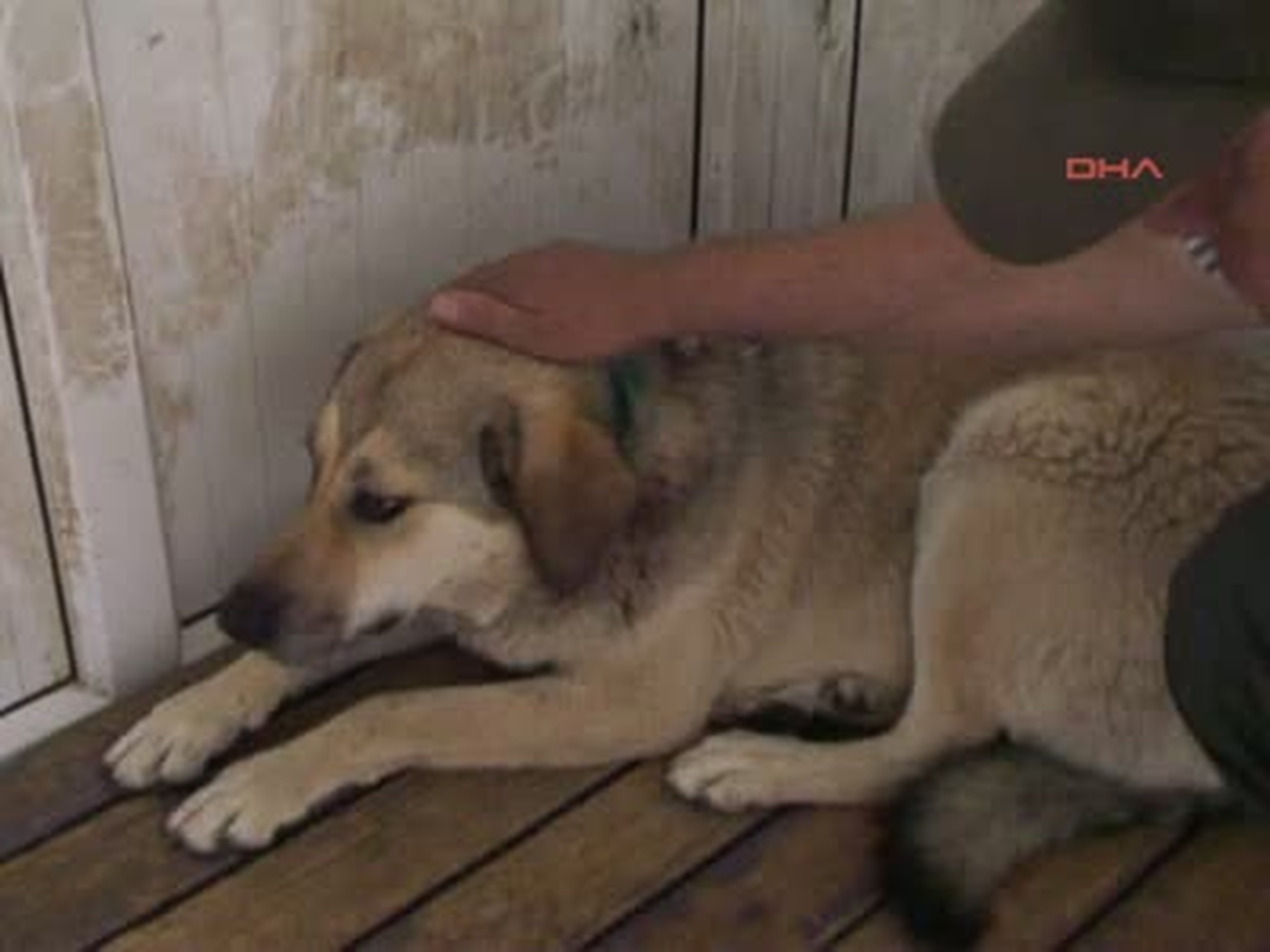 Avukat, Tabancayla Köpek Vurdu
