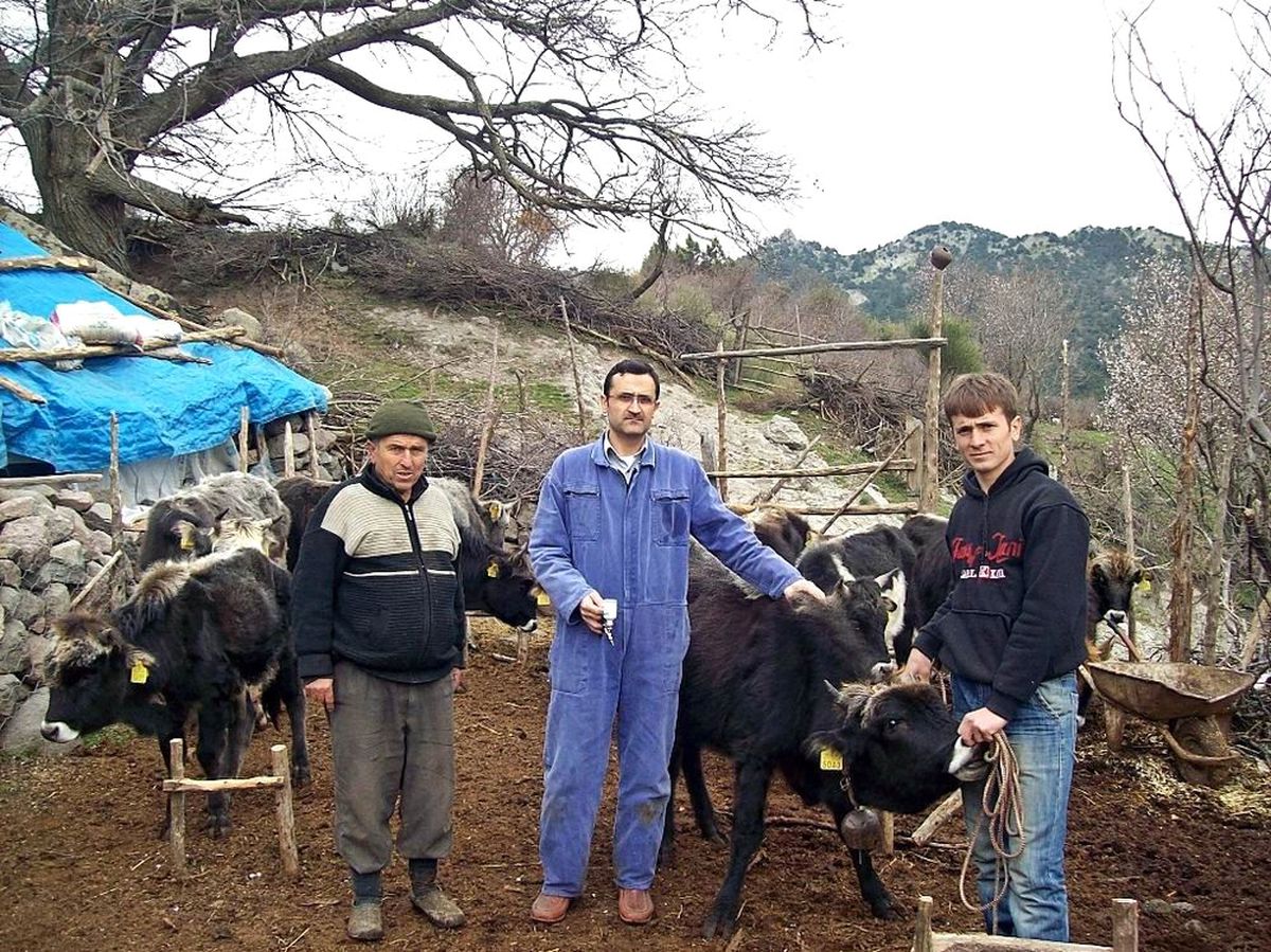 Burhaniye\'de Şap Hastalığı Sona Erdi