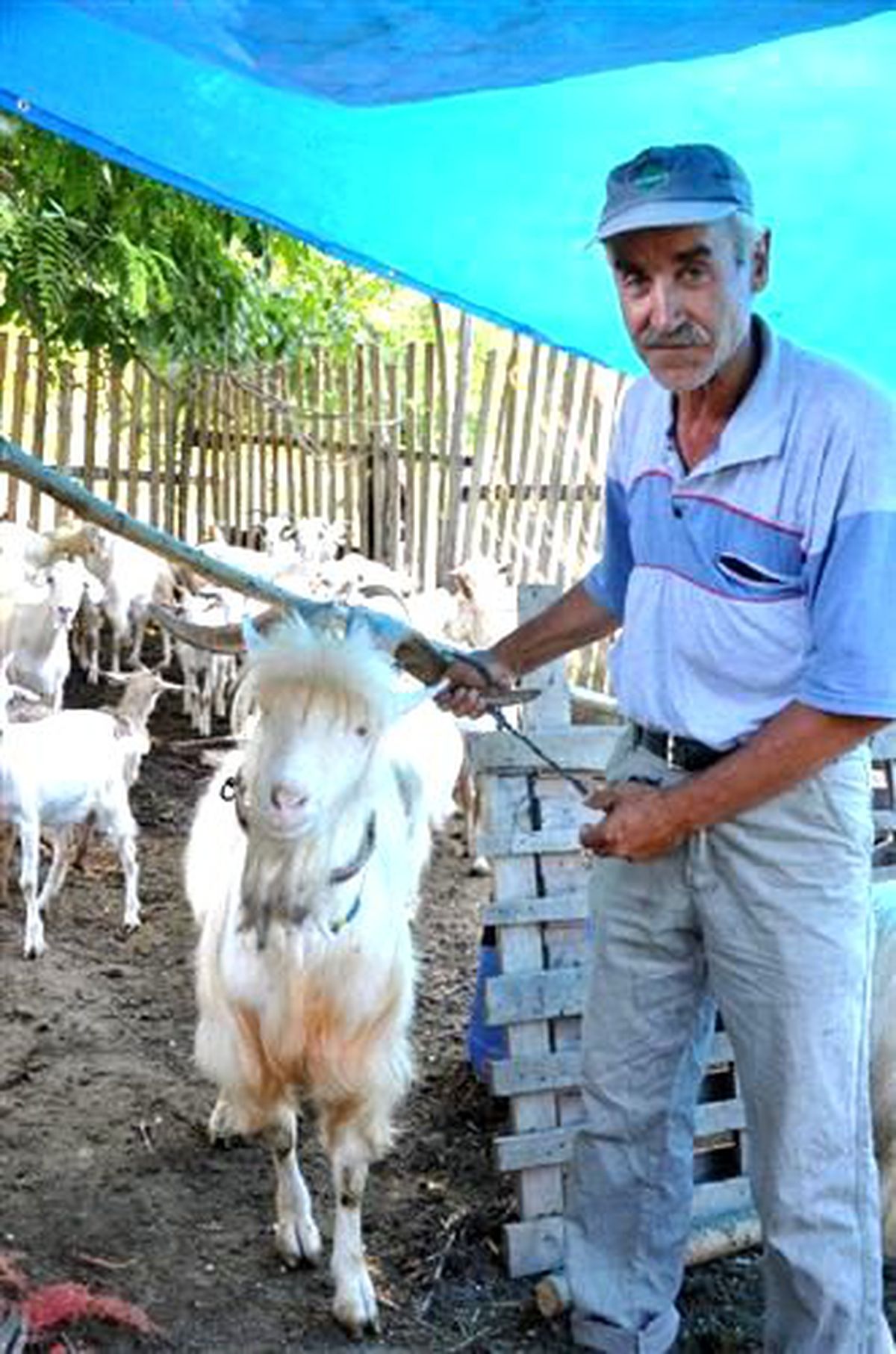 Deyim, Gerçek Oldu; Tekeden Süt Çıktı