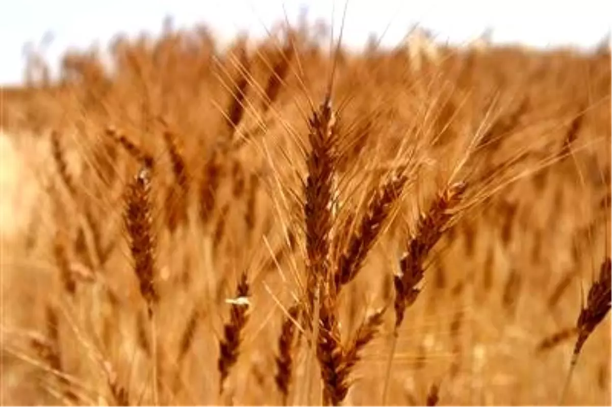 Konya Ovasında Hasat Sürüyor