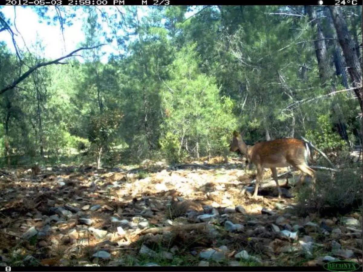 Milli Park'ta Yavru Geyik Sevinci