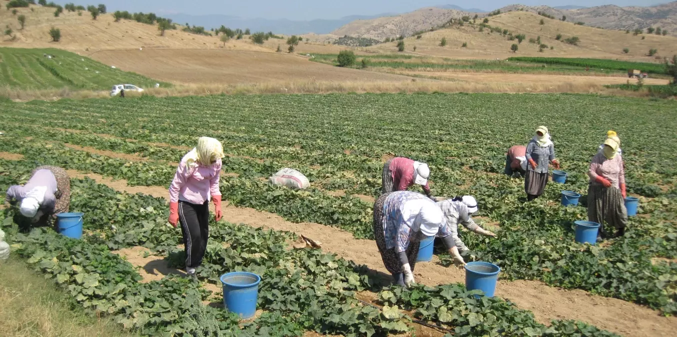 Tarlada 40 Derece Sıcağın Altında Ekmek Savaşı