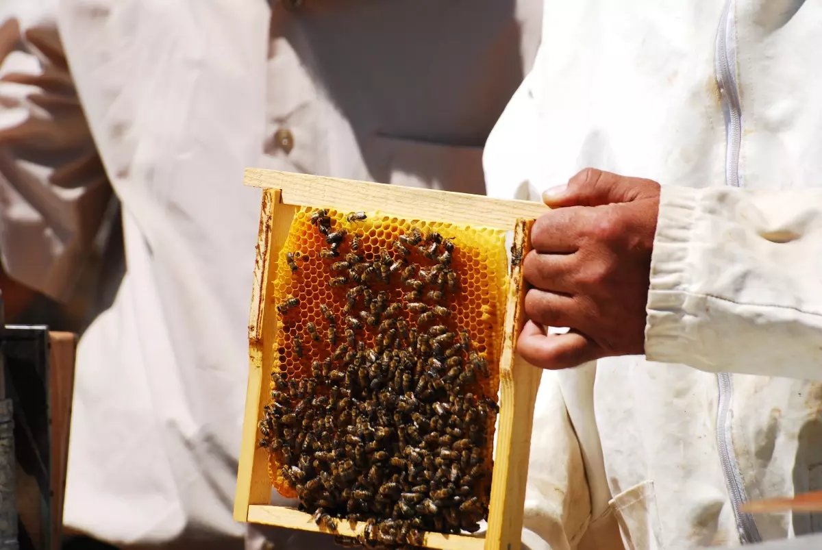 Arıcılar, Bal Üretimindeki Düşüşten Yakındı