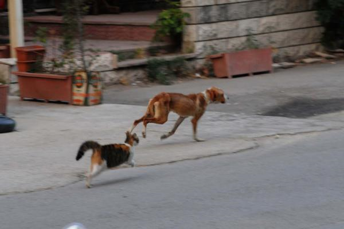 Bu Kedi Köpekleri Kovalıyor