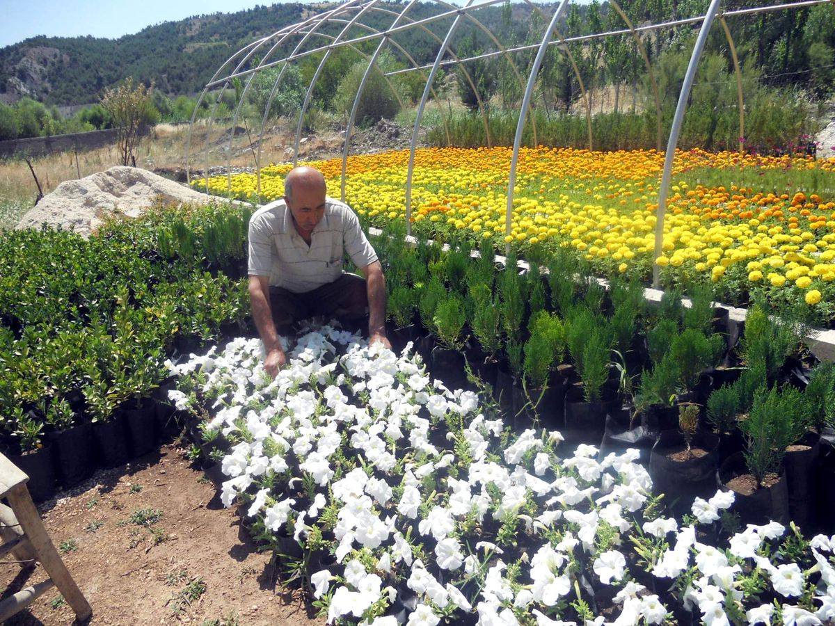 Gölbaşı Belediyesi Çiçeğini Kendisi Yetiştiriyor