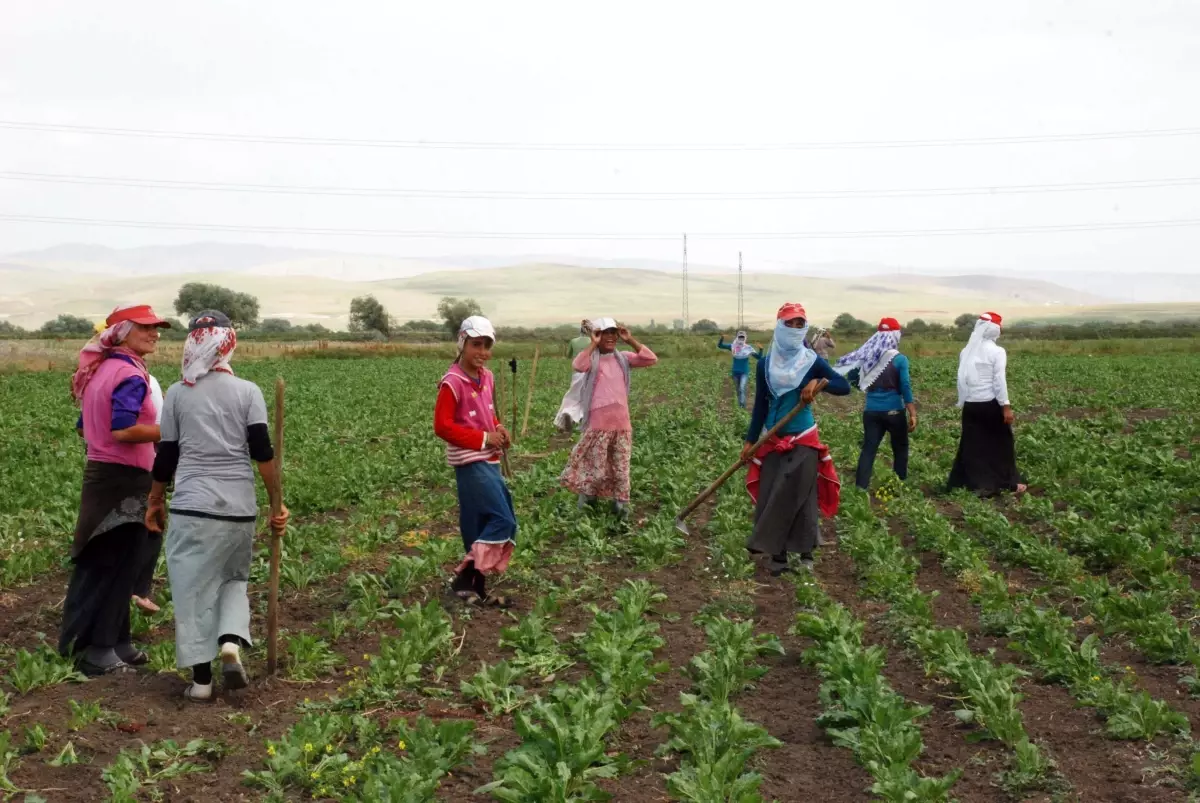Haydi Kızlar Tarlaya
