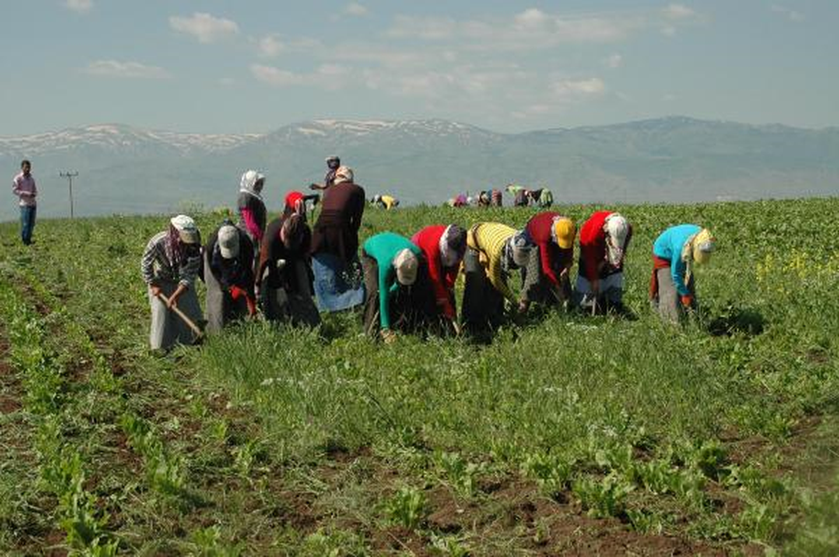 Kızlar Tarla Yerine Okula Gitmek İstiyor
