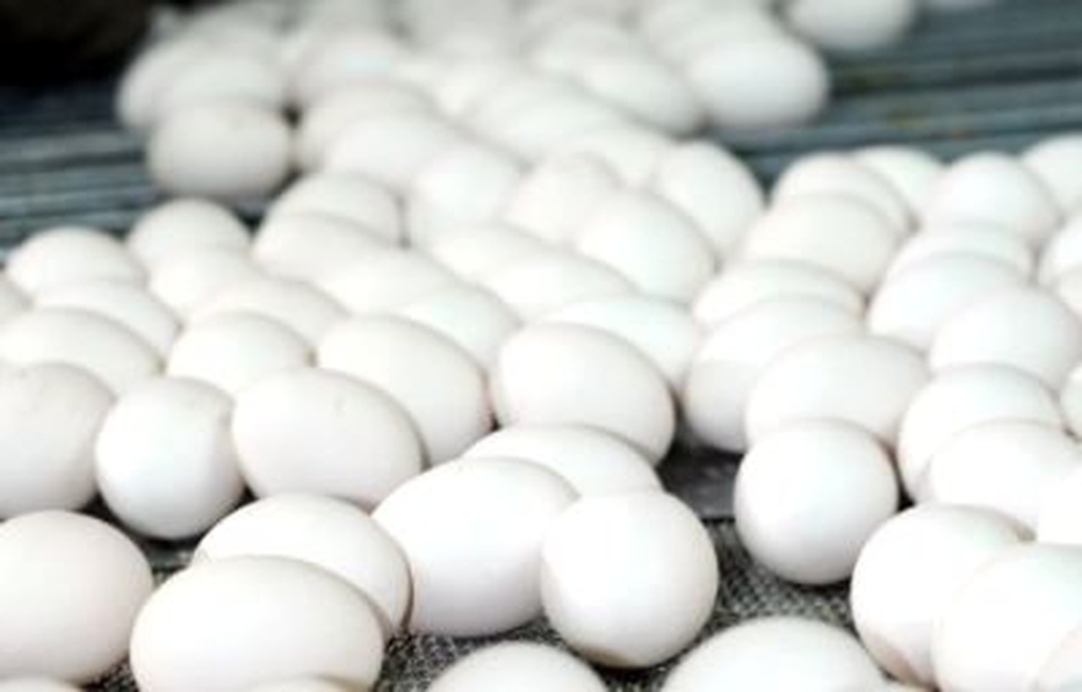 Tavuk Yumurtası Üretimi Bir Önceki Aya Göre Azaldı