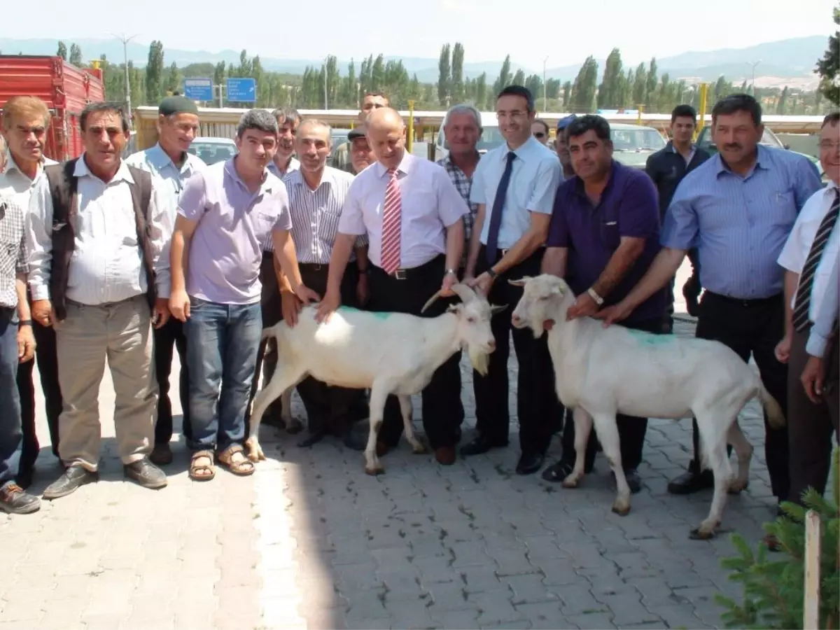 Gediz'de Hayvan Üreticisine Damızlık Saanen Tekesi