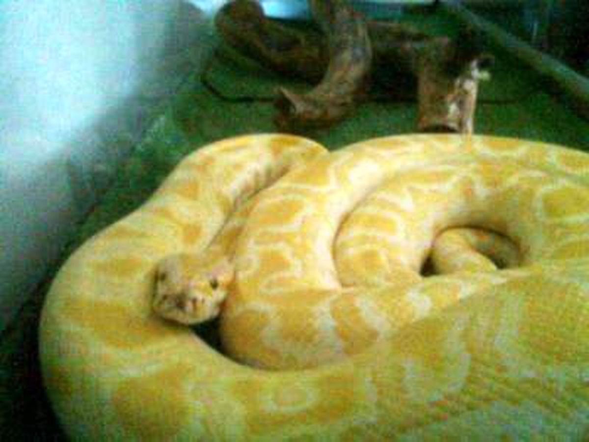 Kıbrıs Rum Kesiminde 2 Piton ve 1 Boğa Yılanı Firarda