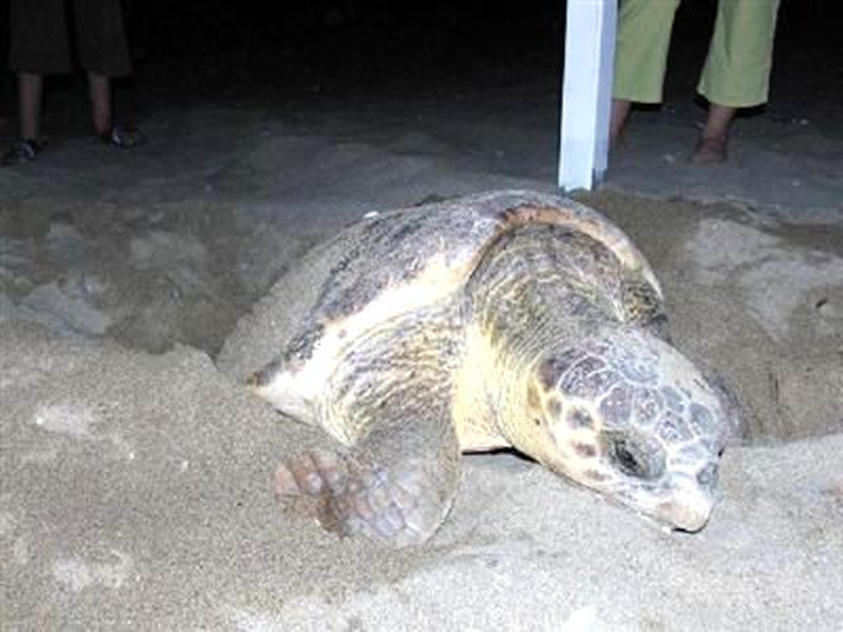 Yumurtlayan Caretta Hatırası