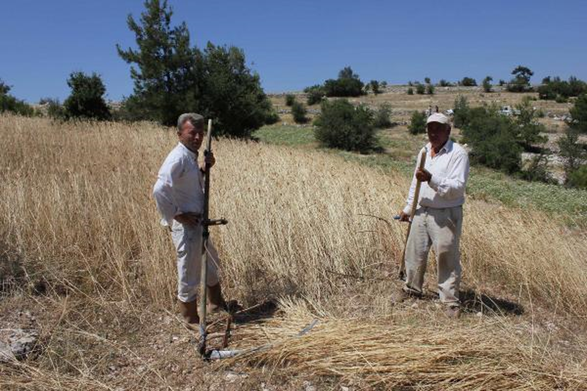Biçerdöver Girmeyen Yerde Tırpanla Hasat