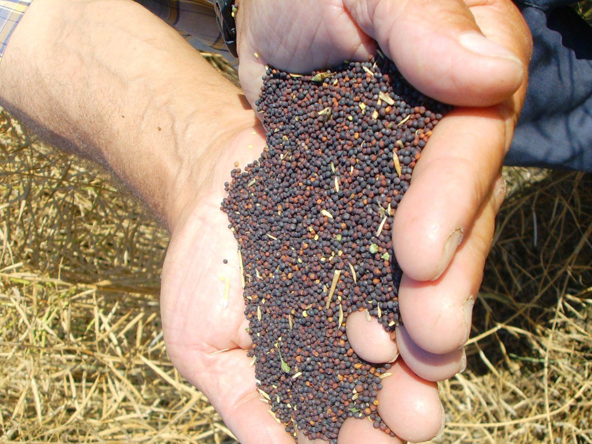 Hayrabolu\'da Kanola Hasadı Başladı