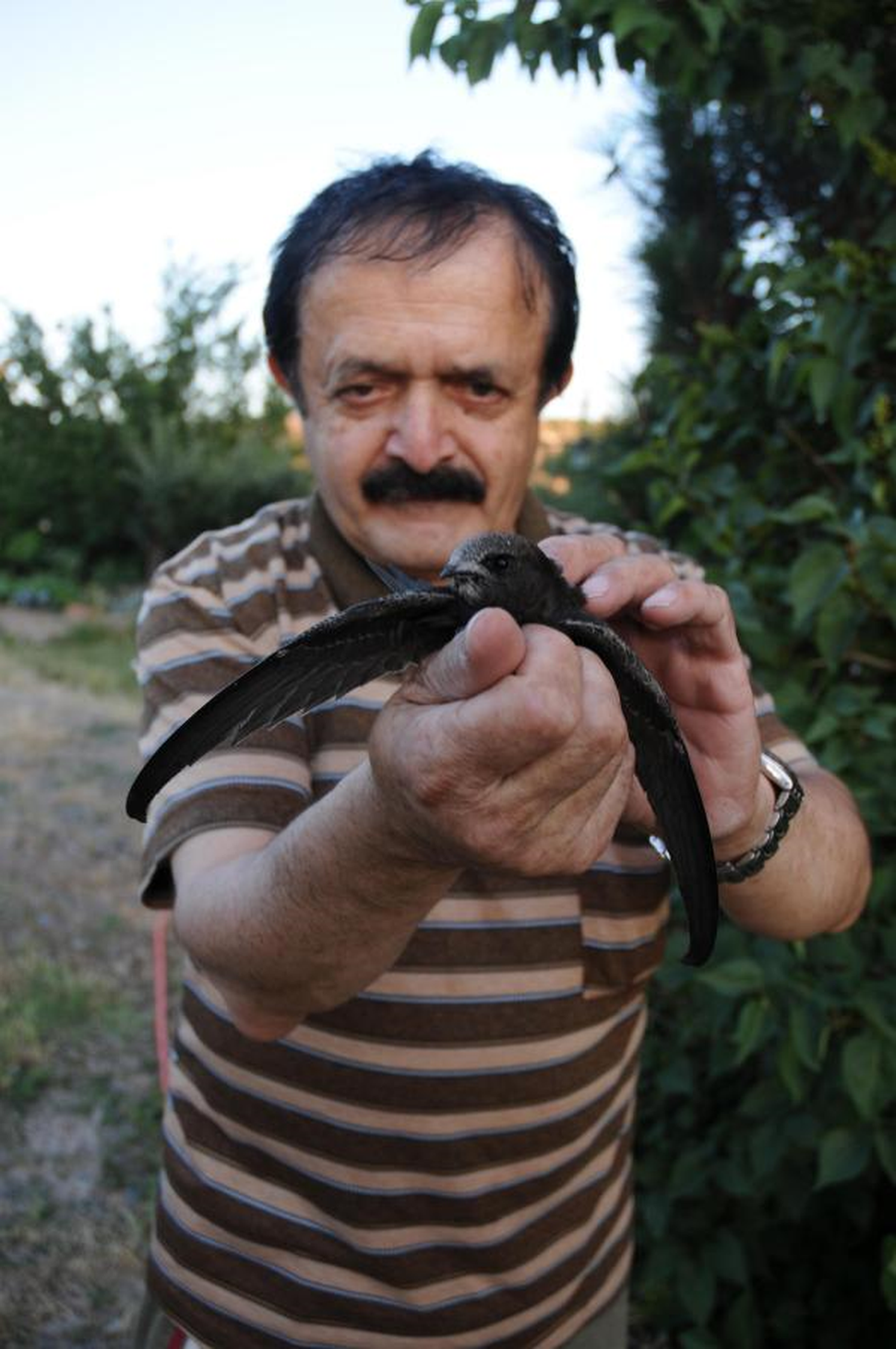 Kırlangıç Yavrusunu Elleriyle Besliyor