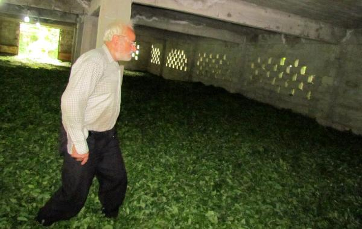 Çay Alım Yerinden 2 Ton Yaş Çay Çalındı