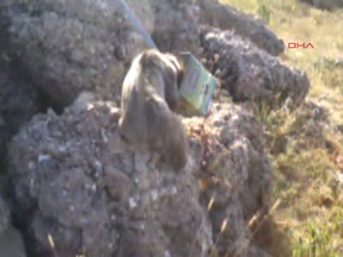Çukurca Yem Arayan Yavru Ayının Başı Tenekeye Sıkıştı