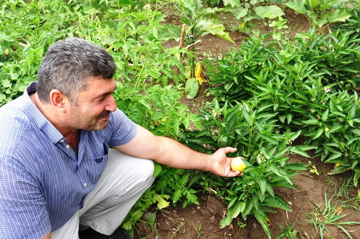 Iğdır\'da Tropikal Meyve Olan Pepino Yetiştiriciliği