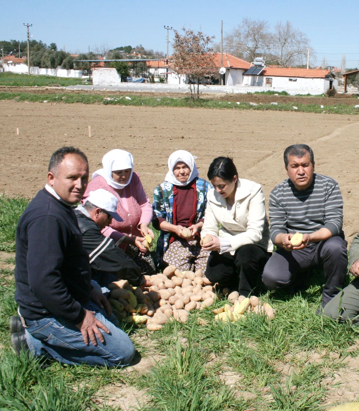 Muğla\'da Yerli Patates Üretimi Başladı