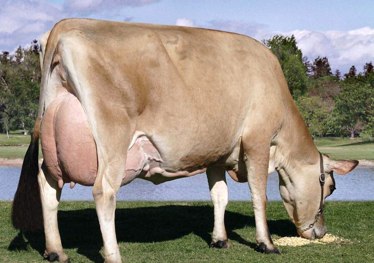 Ordu\'da Hayvancılığa \'Jersey\' Çözümü