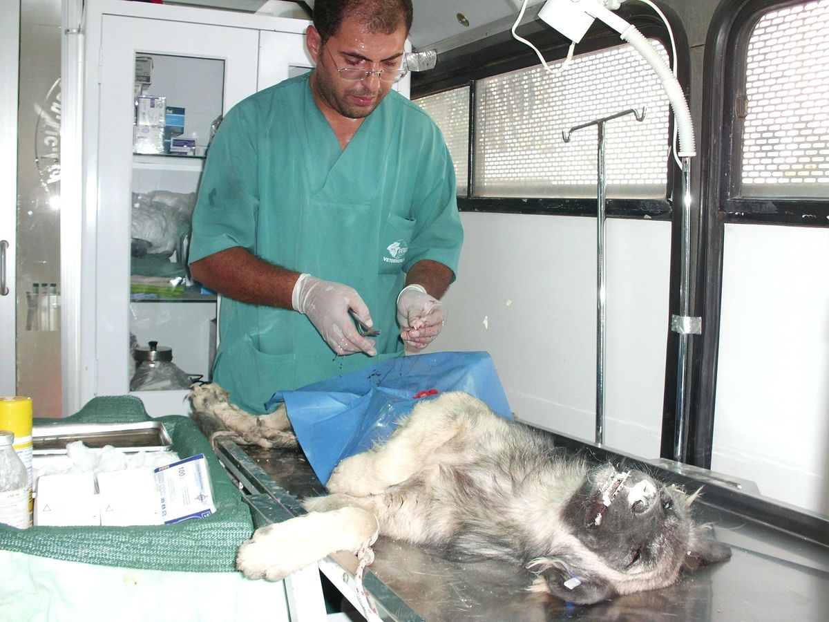 Orduzu Beldesinde Sokak Köpekleri Kısırlaştırılıyor