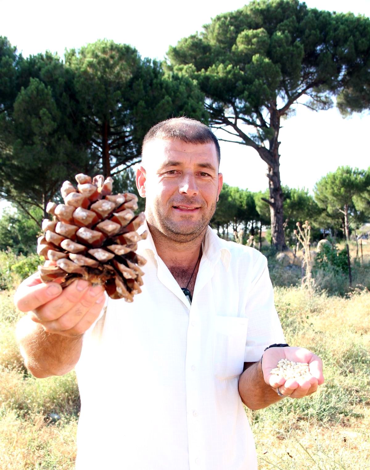 Çam Fıstığının Üretim Hikayesi