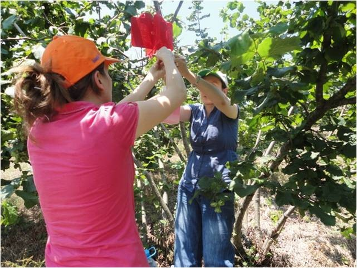 Sakarya'da Dalkıran Böceği İçin Tuzak Kurdular