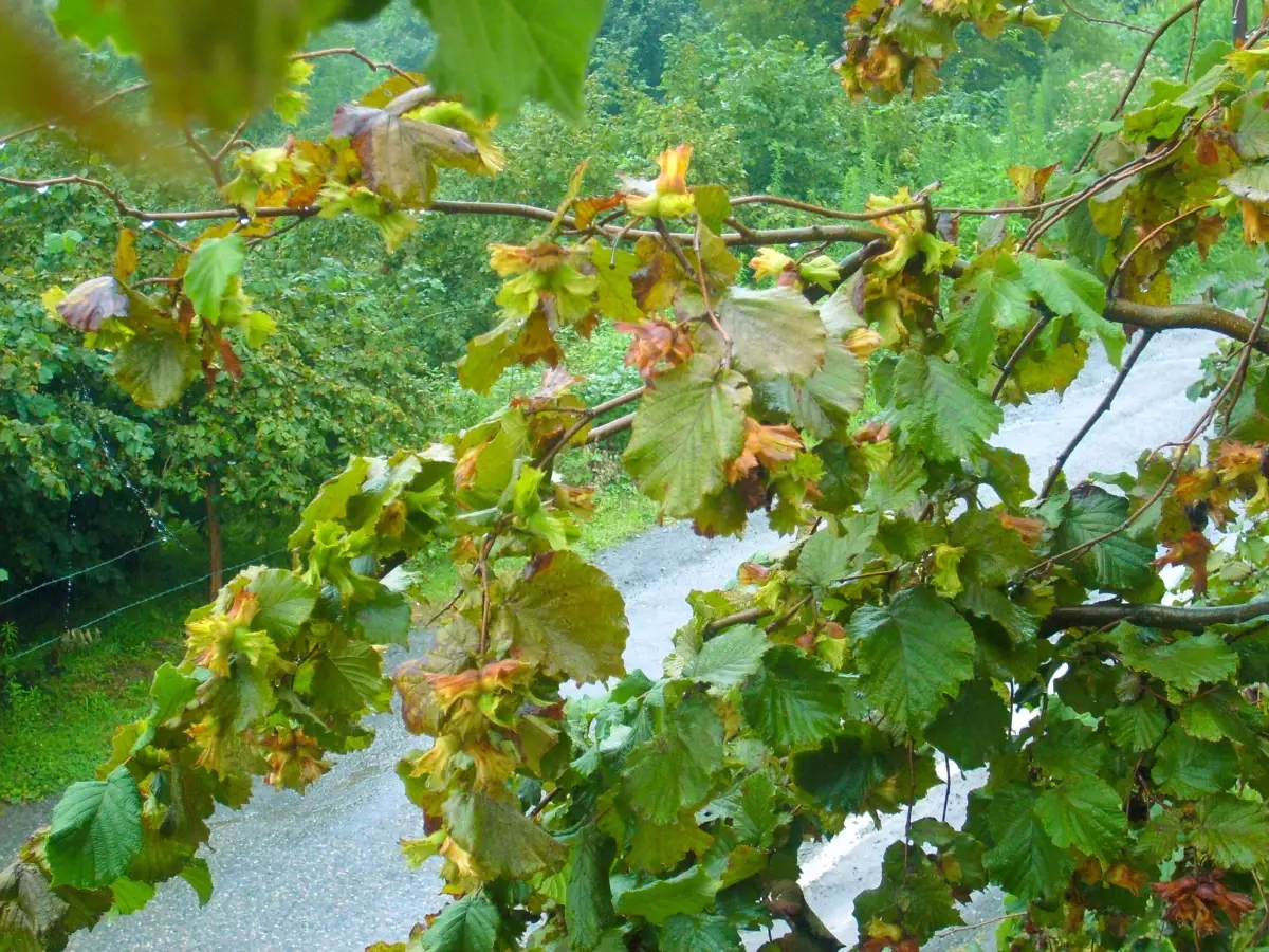 Fındıkta 122 Bin 766 Ton Rekolte