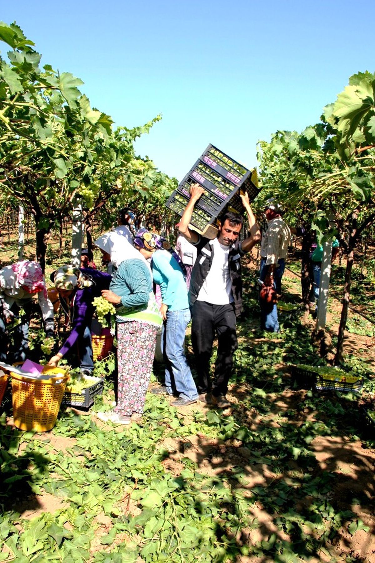 Sarıgöllü Girişimciden Rusya\'ya Üzüm İhracatı