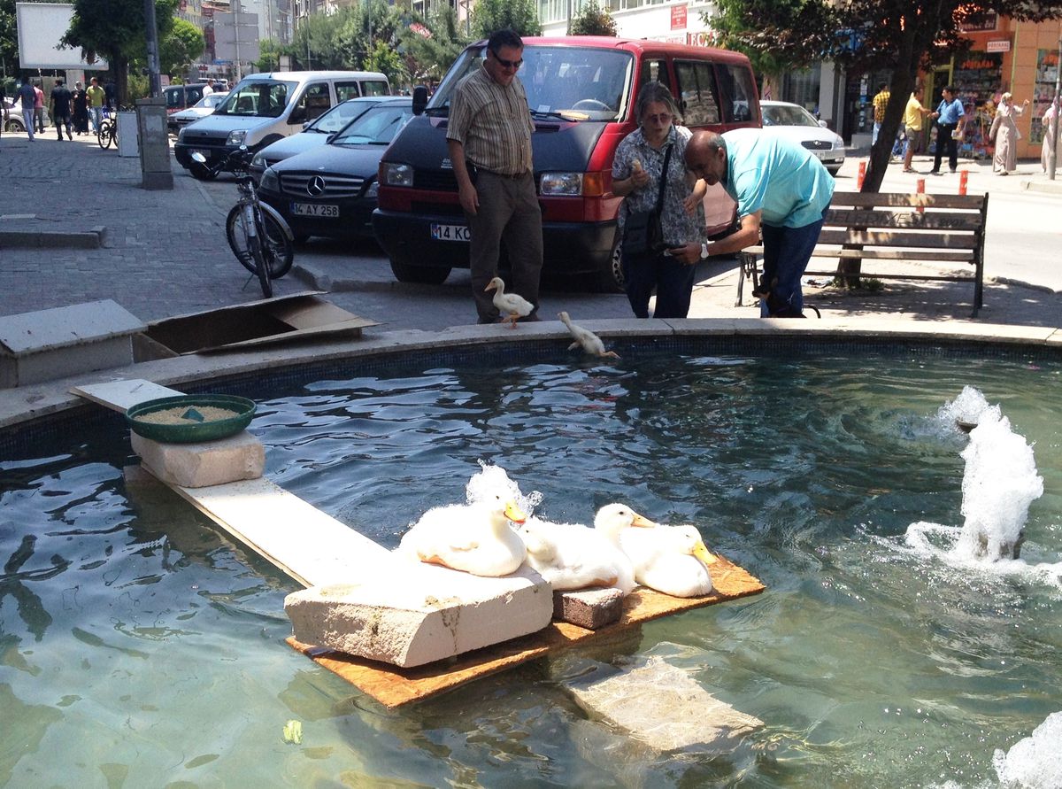 Sıcakta Bunalan Ördekleri Havuza Soktu