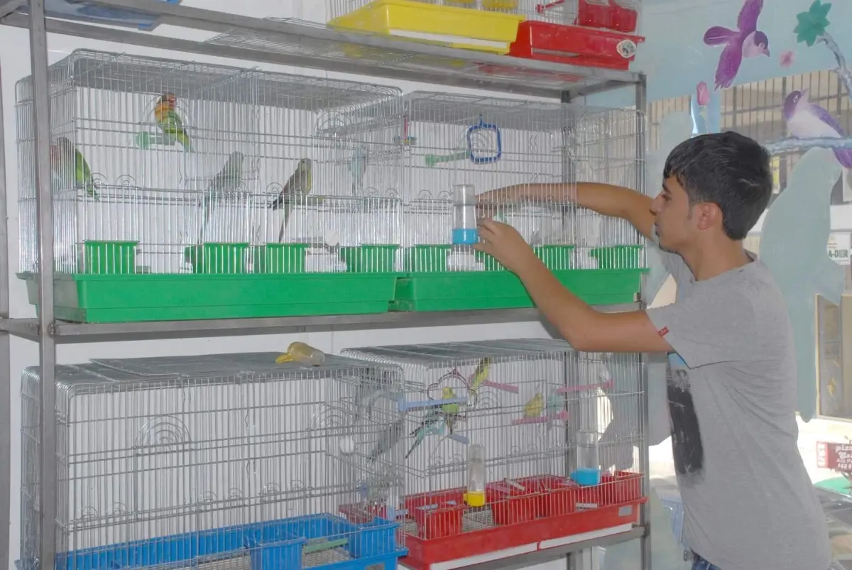 Siverek\'te Evcil Hayvanlara İlgi Arttı