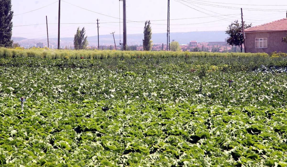 Tepebaşı Ziraat Odası Başkanı Süleyman Buluşan Açıklaması