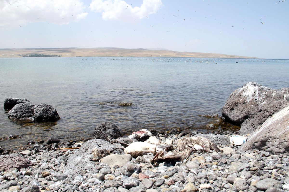 Turizm Cennetinde Kuş Ölümleri