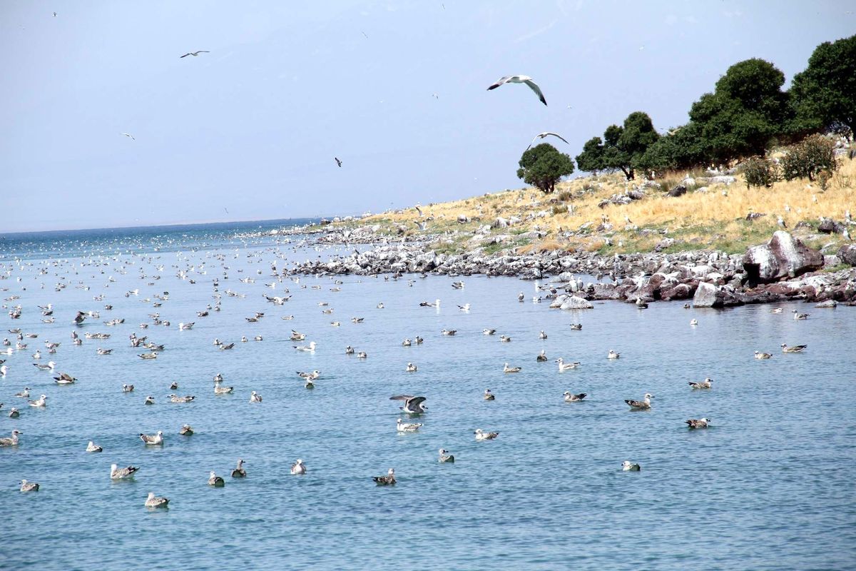 Adır Adası Martıların İstilasında