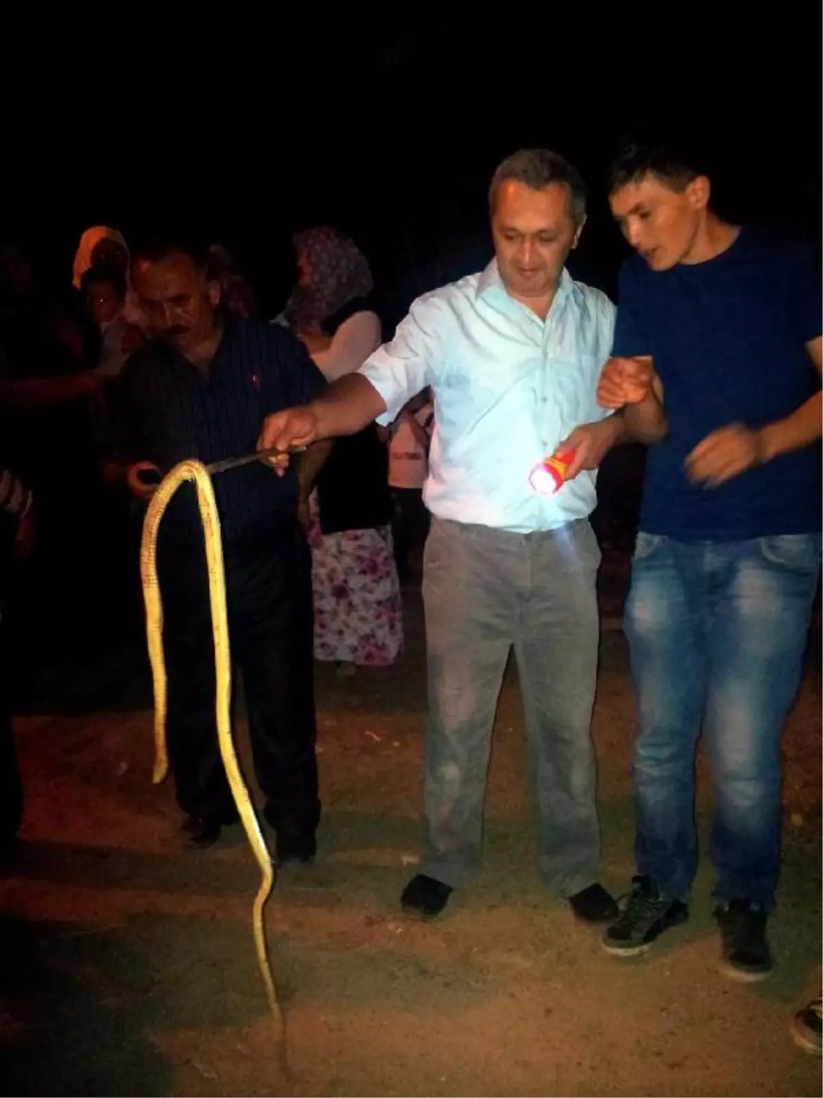 Ahıra Giren Yılan Elektrik Akımına Kapılarak Telef Oldu