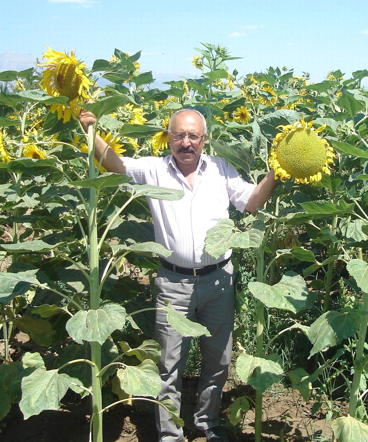 Çerezlik Ay Çekirdeği Ekimi İki Kat Arttı