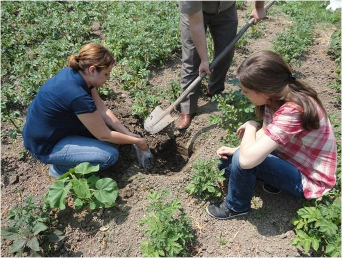 Sakarya'da Nematod Tahlili İçin Arazilerden Numune Alınıyor