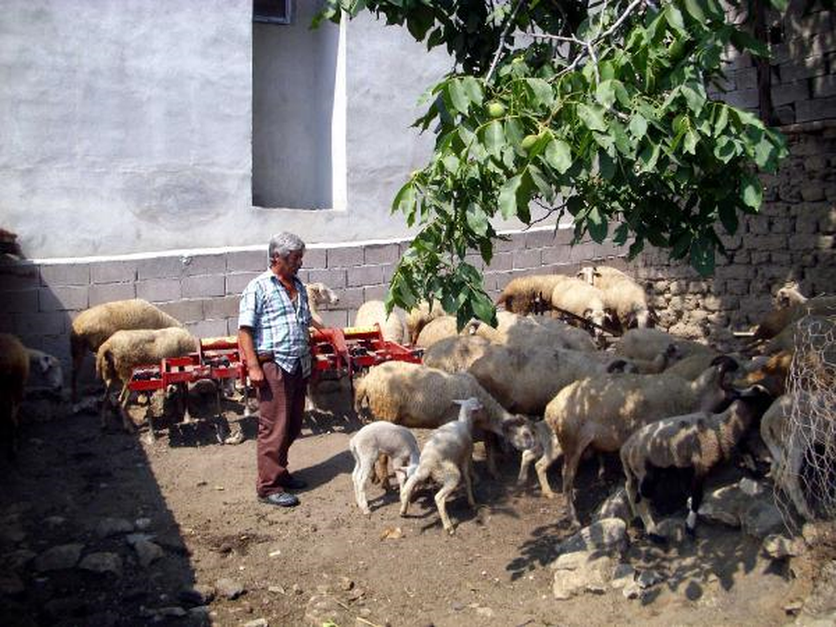 120 Koyunu Çalınan 2 Kardeş: İlaçlı Kolayla Uyutulduk