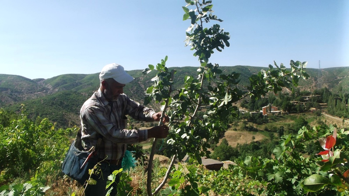 Hizan\'da Siirt Fıstığı Aşılama Projesi
