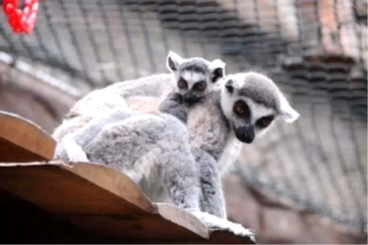 Lemurların Nesli Tehdit Altında