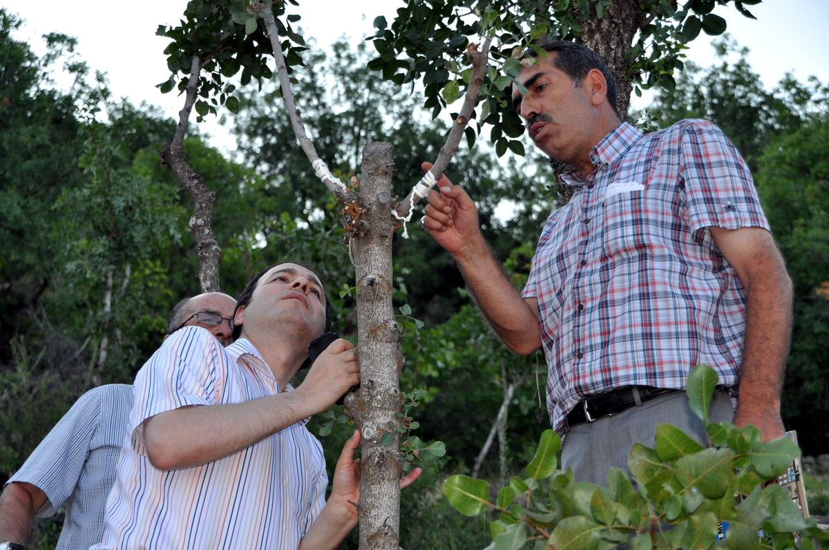 (Özel Haber) Suşehri\'nde Menengiç Ağaçlarından Antep Fıstığı Elde Edildi