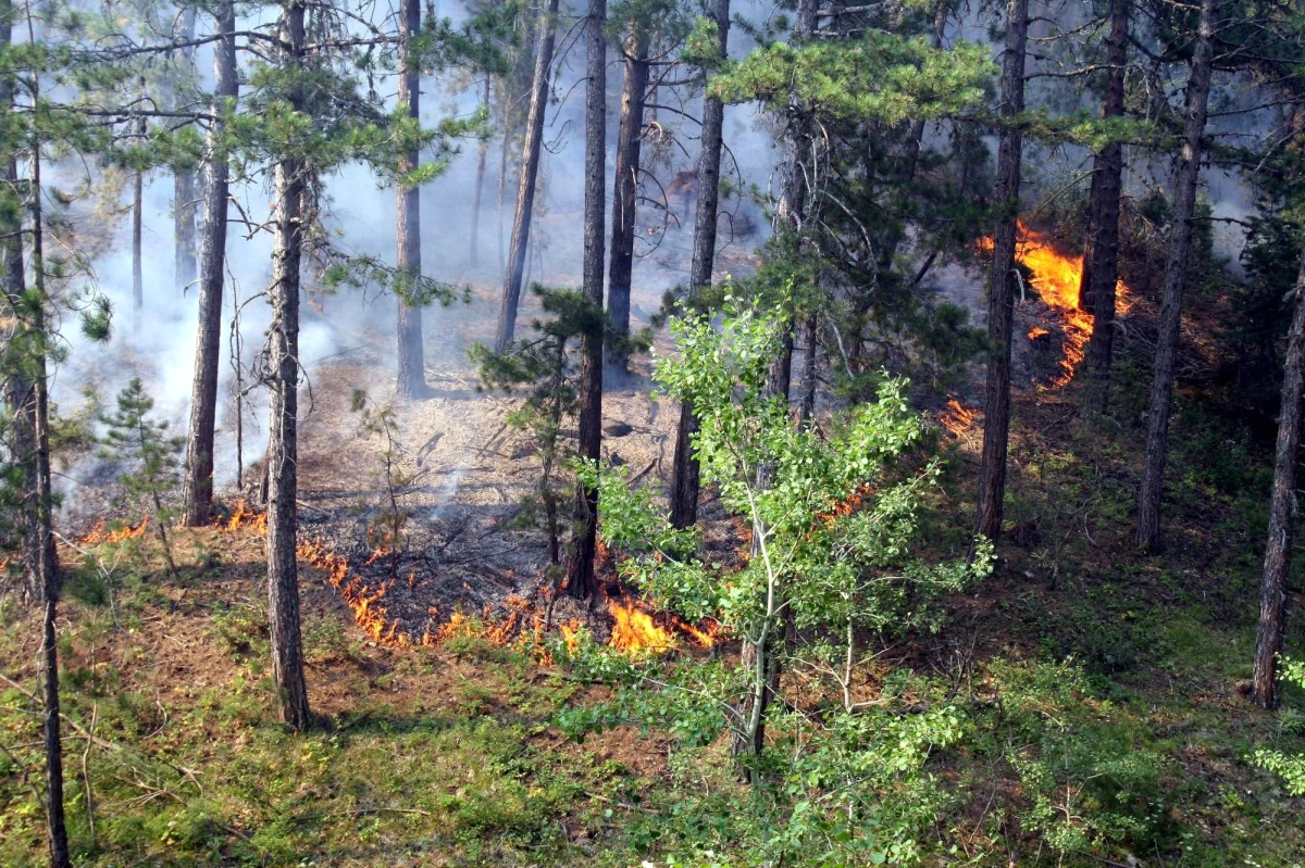 Uşak\'ın Banaz İlçesindeki Orman Yangını Kontrol Altına Alındı