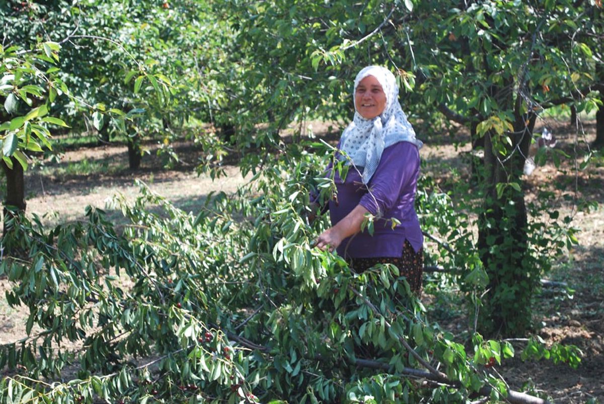 Vişne Toplamanın En Kolay Yolu