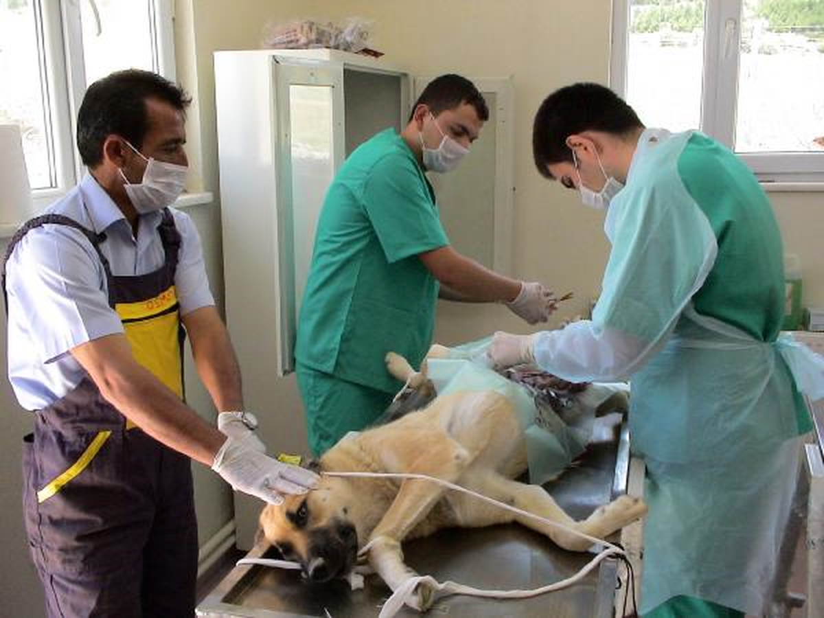 Yozgat\'ta Sokaklardan Toplanan Köpekler Kısırlaştırılıyor